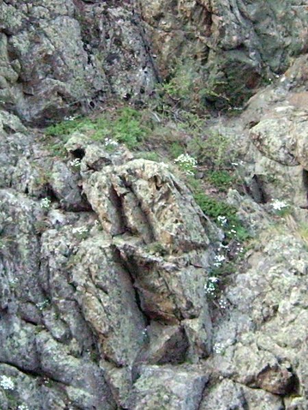 Цветы, растущие среди камней Цветы, растущие среди камней