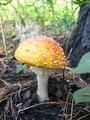 Вот такие грибы у нас на природе!