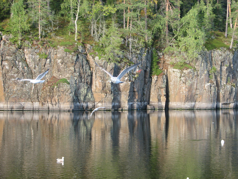 Чайки и скалы